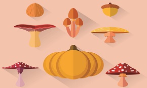 8 autumn fruit design vector